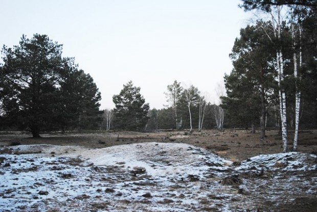 Sandrasen und Heide im Wildnisentwicklungsgebiet Streganz © Hans Sonnenberg