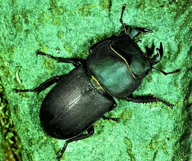 Weibchen vom Hirschkäfer (Foto: W. Klaeber)