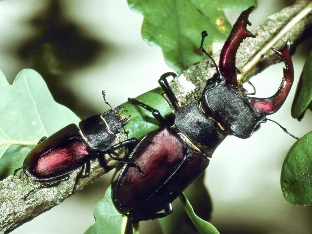 Hirschkäfer in der Dubrow (W. Klaeber)