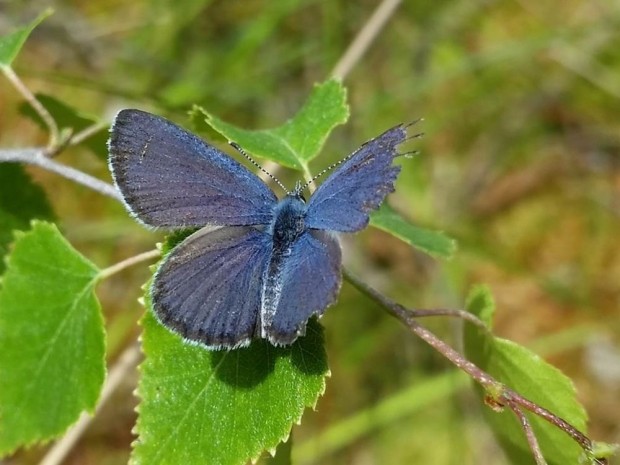 Hochmoorbläuling (Foto: Naturwacht, Hannes Hause)