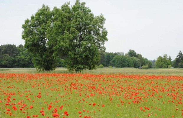 Klatschmohn im Getreidefeld bei Gräbendorf (Foto: Hans Sonnenberg)