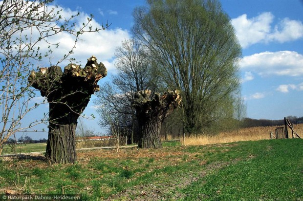 Kopfweiden an der Groß Schauener Seenkette im Frühling (Foto: Sonnenberg)