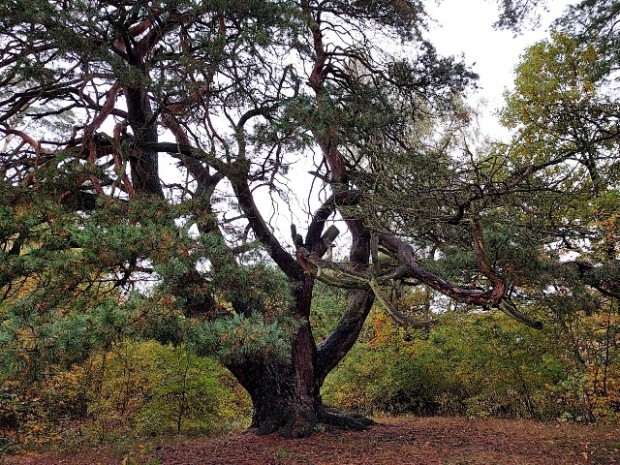 Malerkiefer in Storkow © Hans Sonnenberg