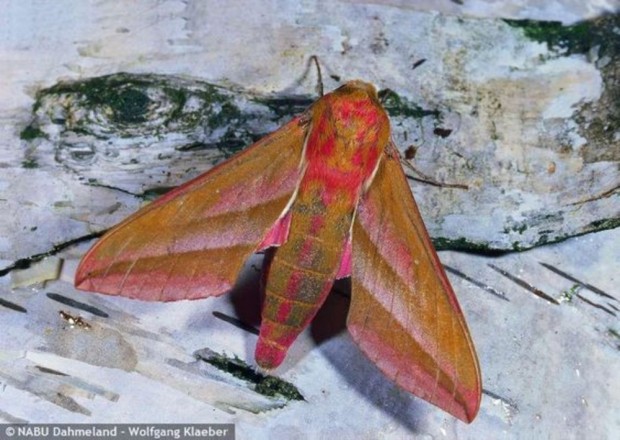 Nachtschwärmer (Foto: W. Klaeber)