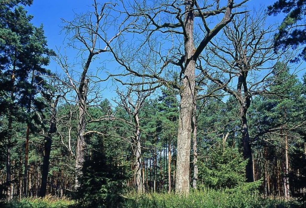 Alteichen in den Radebergen ©  W. Klaeber