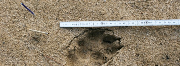 Spuren im Sand (Foto: Frank Jermis)