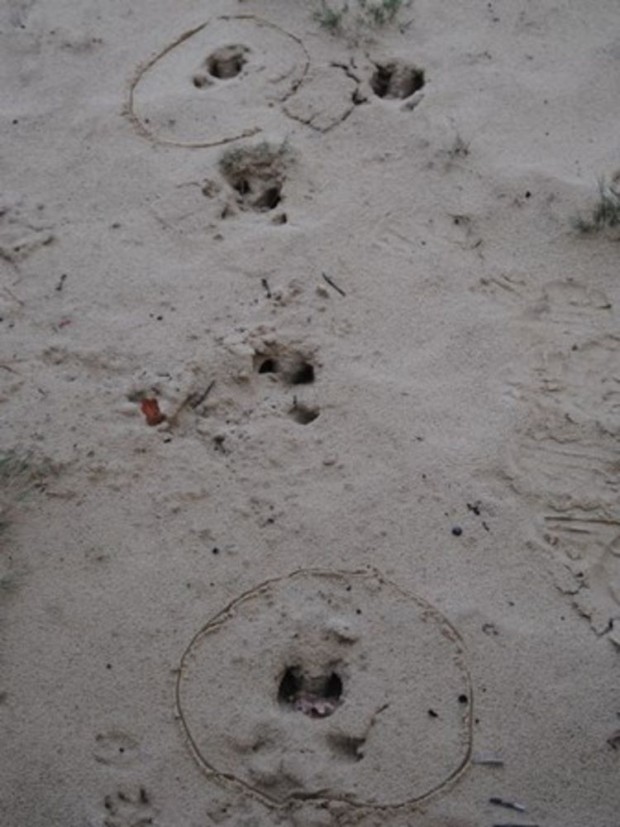 Die Spuren verraten es. Hier war ein Wildschwein im schnellen Lauf unterwegs. (© Hans Sonnenberg) 