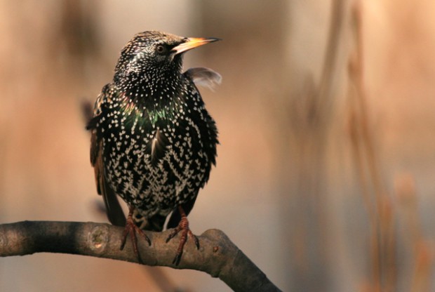 Star im Frühlingskleid (E. Laube)