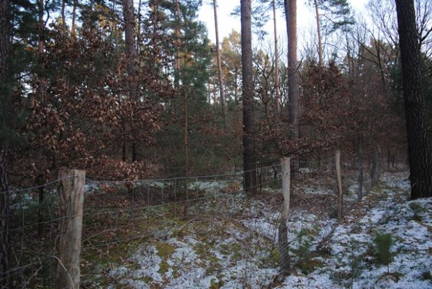 Naturverjüngung mit standortgerechten Eichen im Kiefernforst © Hans Sonnenberg