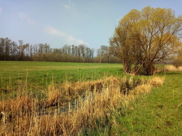 Salzwiese mit Amphibien-Kleingewässer bei Selchow im April 2018 © Hans Sonnenberg