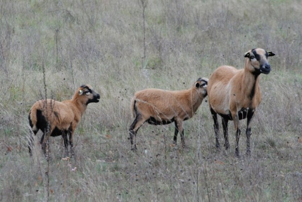 Schafe sind unerstezliche Helfer zum Erhalt der Trockenrasen (Foto: Sonnenberg)