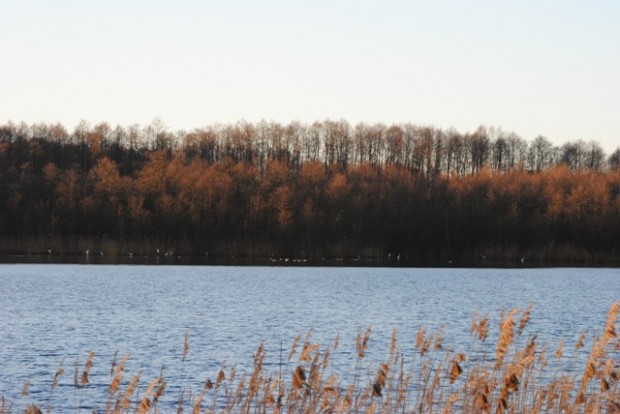 Silberreiher und weiter Wasservögel am Küchensee bei Storkow (Foto: Naturpark/Hans Sonnenberg)
