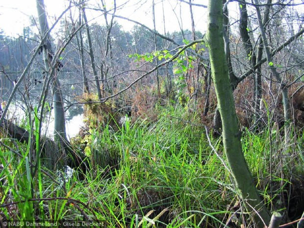 Uferbruchwald am Skabyer Torfgraben (Fot: G. Deckert)