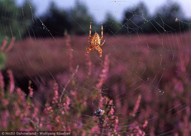 Spinne in der Heide (Foto: W. Klaeber / www.bildarchiv-nabu-dahmeland.de)