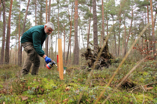 Ranger Thomas Mertke bei der Vorbereitung der Lockstöcke (© Carsten Preuß)