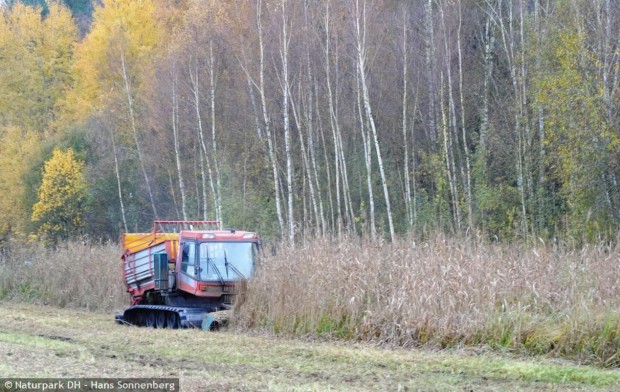 Moorrraupe im Einsatz (Foto Hans Sonnenberg)