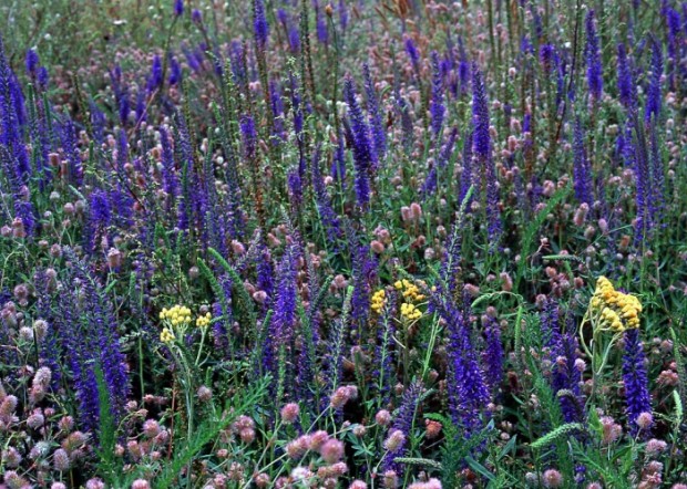 Der auf Trockenrasen wachsende Ährige Baluweiderich (Veronica spicata) wird von dem Naturschutzprojekt profitieren (Foto: W. Klaeber/NABU Dahmeland)