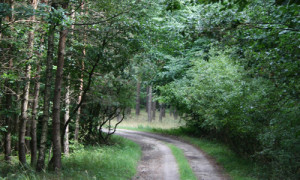 (C) Naturpark Dübener Heide