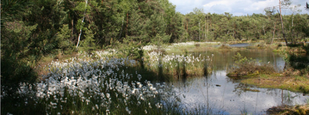 (C) Naturpark Dübener Heide