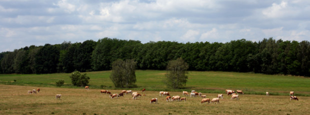 (C) Naturpark Dübener Heide