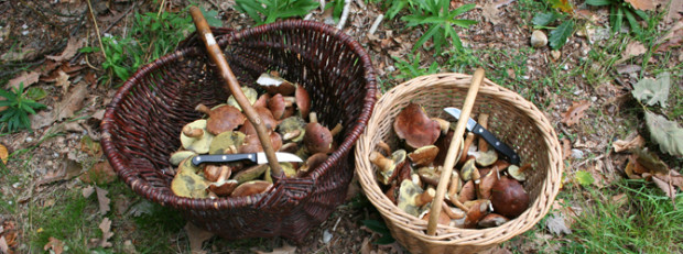 (C) Naturpark Dübener Heide