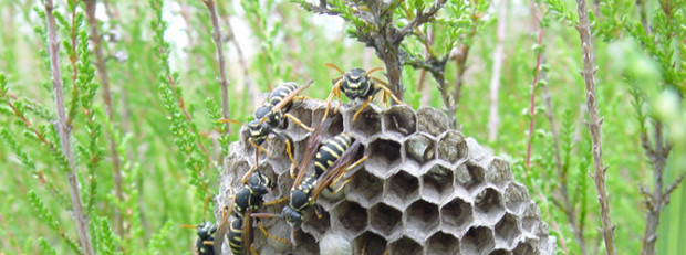 (C) Naturpark Dübener Heide