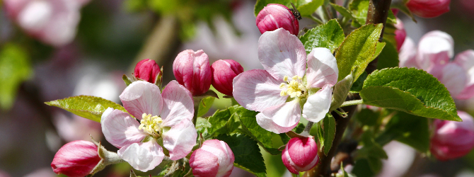 Apfelblüte (C) Lutz Döring