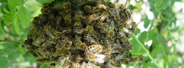 (C) Naturpark Dübener Heide