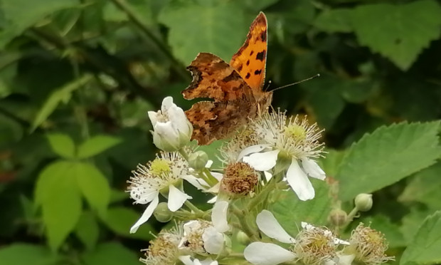 Die Blüten der Brombeere werden gerne von Schmetterlingen angeflogen © Paula Passin/mischKultur e.V.