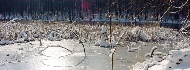 (C) Naturpark Dübener Heide