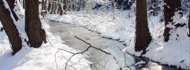 (C) Naturpark Dübener Heide