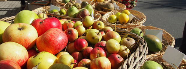 Apfelernte im Naturpark Dübener Heide (C) LPV Nordwestsachsen