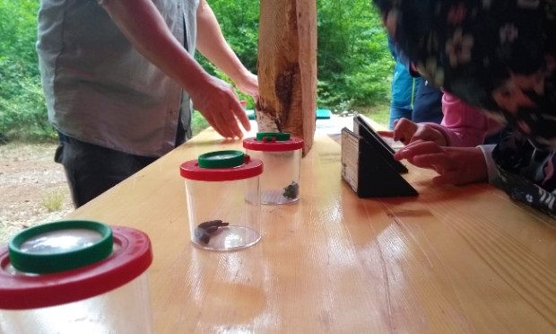 An der Insektenstation konnten die Kinder verschiedenen Käferartengenauer unter die Lupe nehmen (C) Naturpark Dübener Heide