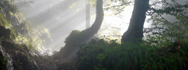 Wald©Naturpark Dübener Heide