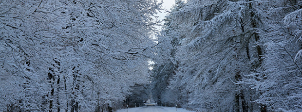 Winter im Naturpark Dübener Heide