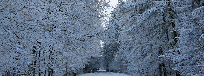 Winter im Naturpark Dübener Heide