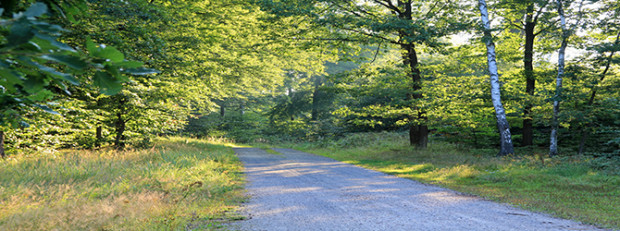 Hier sehen Sie ein Bild vm Heidekammweg im Naturpark Dübener Heide