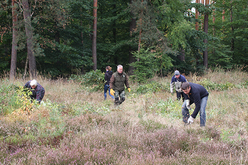 Hier sehen Sie ein Foto vom Heidekraut-Aktionstag in der Dübener Heide