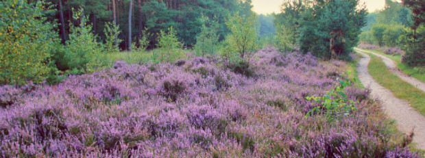 (C) Naturpark Dübener Heide