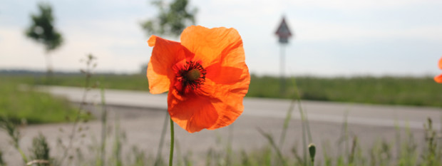 (C) Naturpark Dübener Heide
