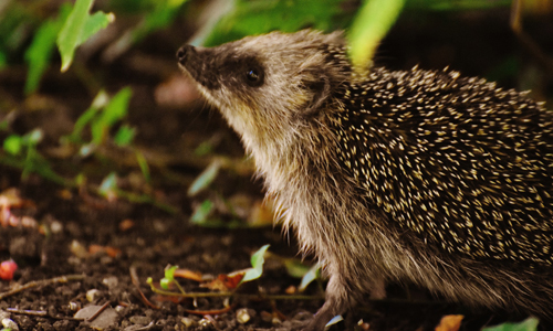 Um Fledermäuse und Igel geht's im Haus am See Naturpark
