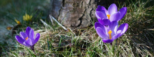 (C) Naturpark Dübener Heide