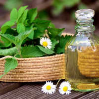 Gegen alles ist ein Kraut gewachsen: Kräuterführungen im April