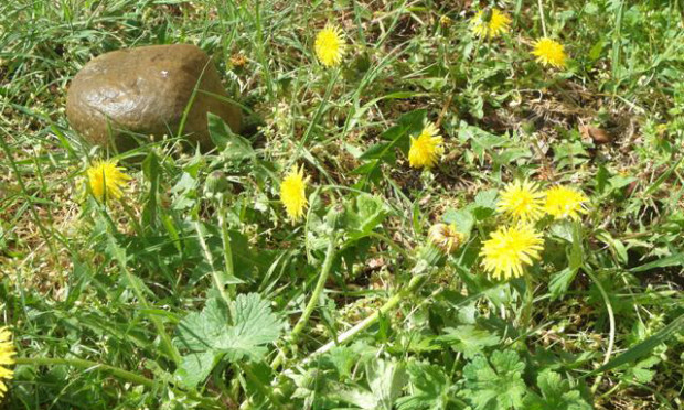 Entschlacken mit Löwenzahn (C) mischKultur e.V.