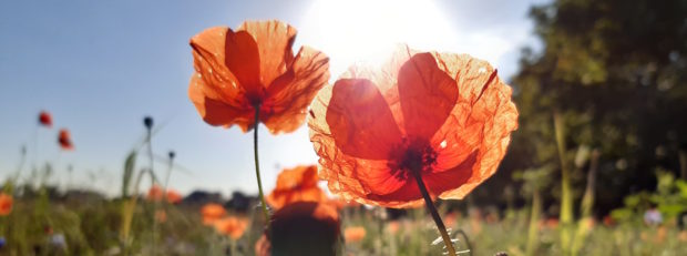 Mohnblumen in der Abendsonne (C) Naturpark Dübener Heide 