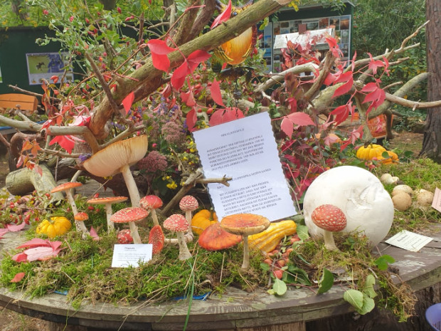 Pilzvielfalt (C) Monika Pölitz