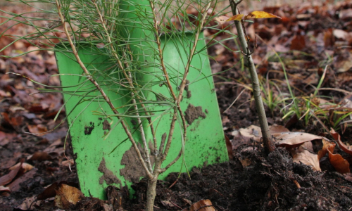 Ran an den Spaten - BaumpflanzAktionen in der Dübener Heide (C) VDH