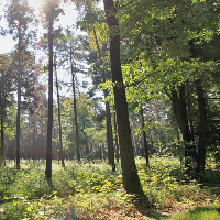 Waldblick_Heide_Biber_Tour_Foto_Naturpark_Dübener_Heide