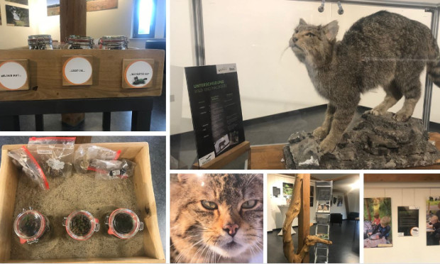 Wildkatzenausstellung im NaturparkHaus in Bad Düben (C) Naturpark Dübener Heide