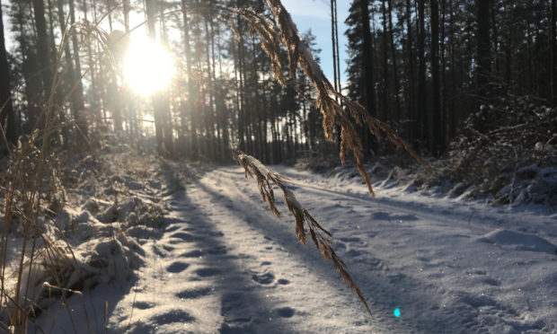 Winter in der Dübener Heide (C) Claudia Evers